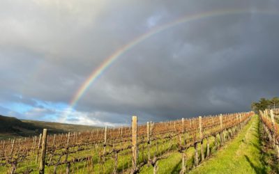 Winter News from the Cellar